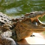 Beni : la société civile de Kyavinyonge pleure « Femula », happé par un crocodile